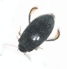Insetti acquatici